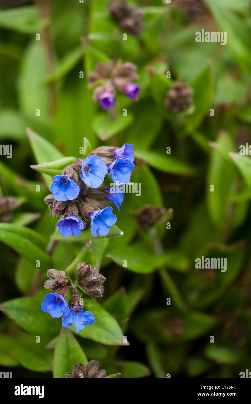 Pulmonaria angustifolia `Mawson's Blue’ in bloom Stock Photo